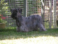 Étalon Terrier Tchèque - Ceska bohemia Du champ d'eole