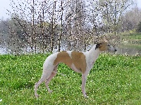 Étalon Whippet - CH. Prisca de la fulminante