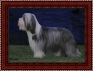 CH. Black Cooper Bee gees