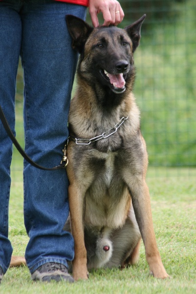 Brutus des pirates de matra