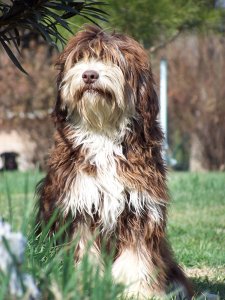 Viwat viva de Lothlorien