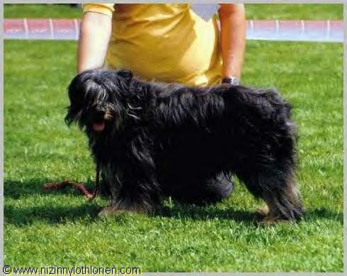 CH. Lico de Lothlorien