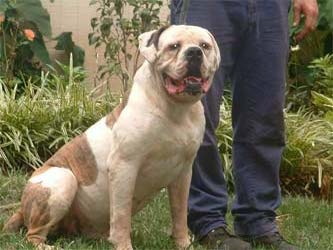 Rebel rouiser zeek of jdj