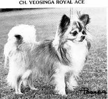 CH. Yeosinga Royal ace