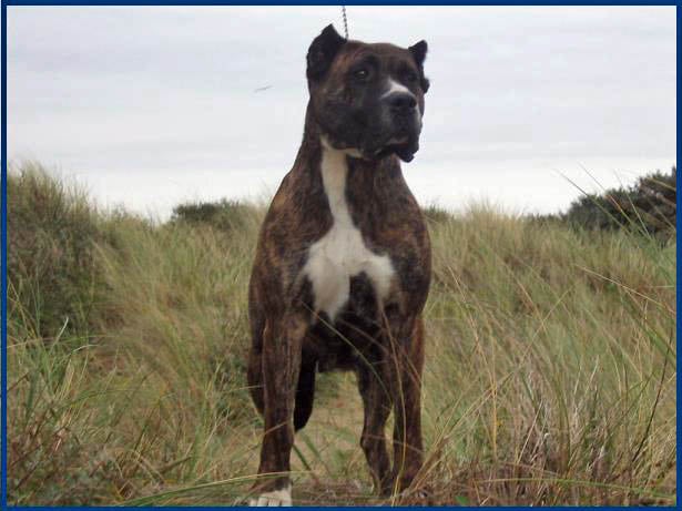 Samba De la taniere des renards