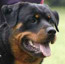 CH. Astra (Sans Affixe)