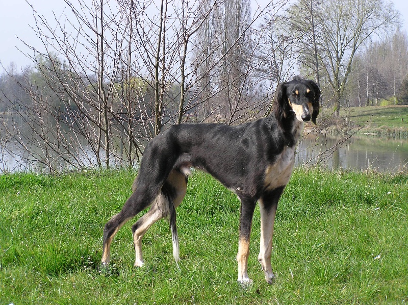 Publication : de tahar 