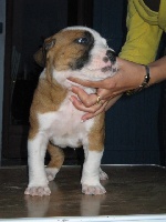 Étalon American Staffordshire Terrier - Touch of Eminence Capitaine jack sparrow