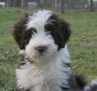 Étalon Bearded Collie - Something Else Claudia Cardinal