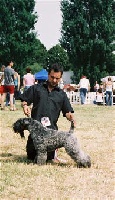 Étalon Kerry Blue Terrier - CH. Azul venus del besaya du Harpouy D'Auzan