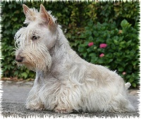 Étalon Scottish Terrier - Kinloch Belphegor