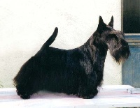Étalon Scottish Terrier - CH. Only licensed to kill de Champernoune