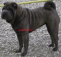 Étalon Shar Pei - Alicia Des roses de porcelaine