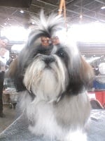 Étalon Shih Tzu - By ' shaoling Lee des orchidees blanches