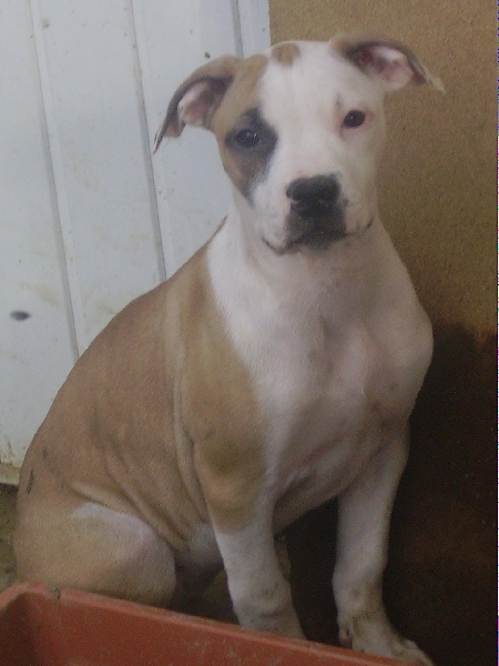 Publication : de l'Etoile du Centaure 