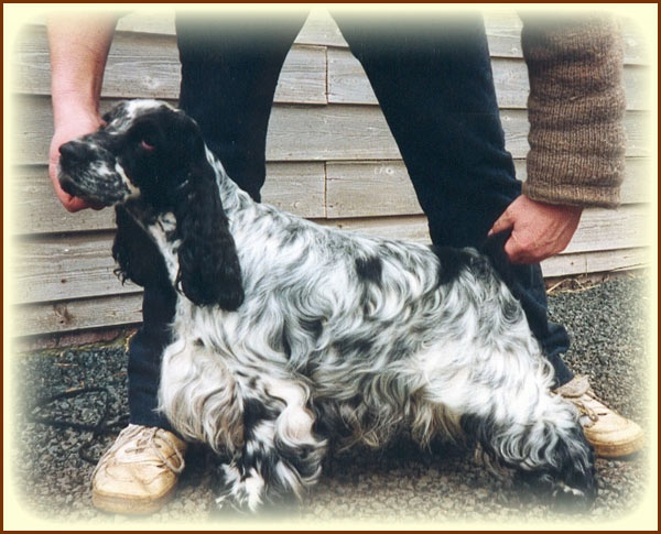 CH. Lynwater Tiger moth