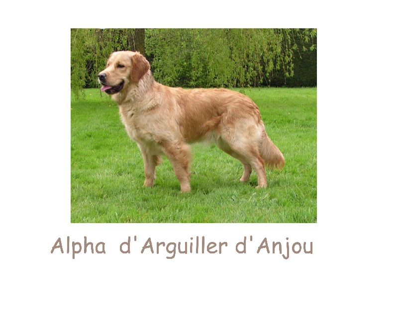 Alpha D'Arguiller D'Anjou