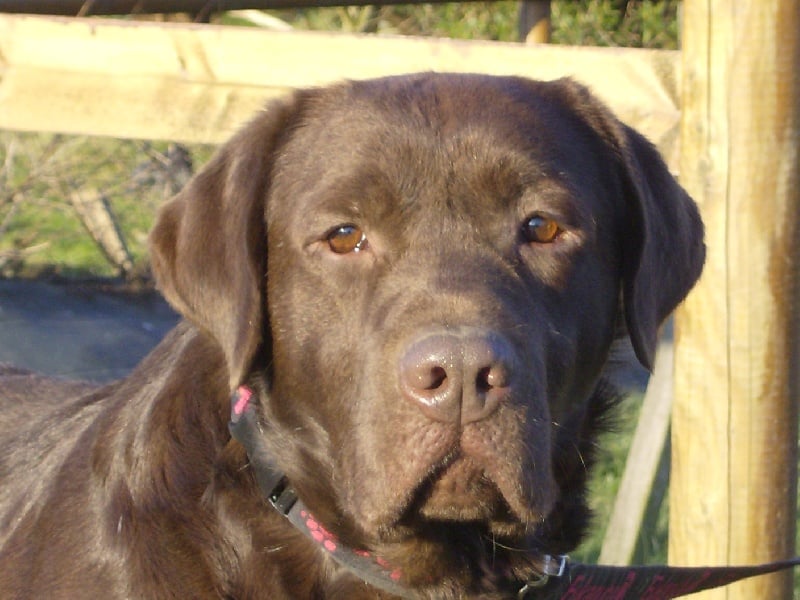 Amour secret de Planchevienne