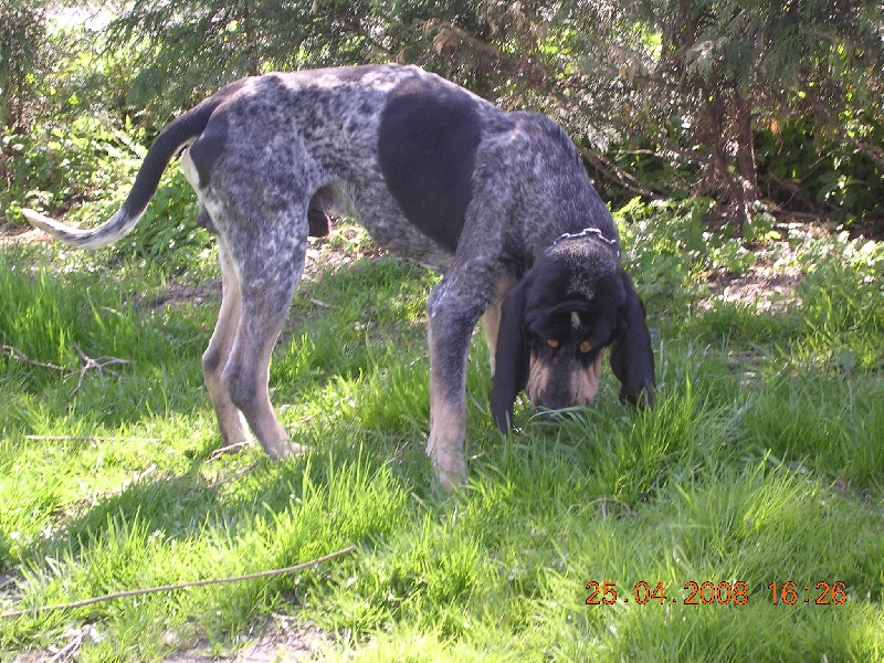 Publication : des Bauges du Senepy 