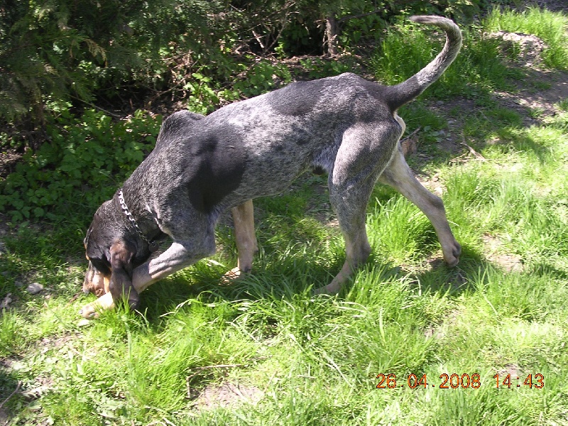 Publication : des Bauges du Senepy 