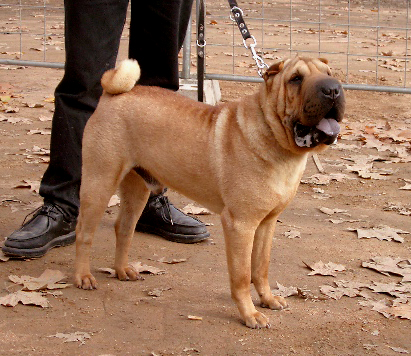 Chicon tullargaberi Del bocho