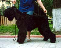 CH. barby's bronnich Roskoch