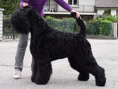 CH. Setextra Vecherny zvon