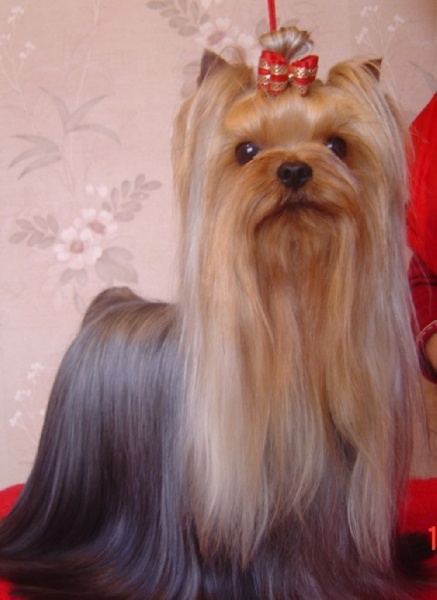 Publication : de la Pam'Pommeraie