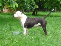 Étalon American Staffordshire Terrier - Bakou du clan des nounous