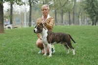 Étalon American Staffordshire Terrier - CH. lievore's edition Ipno