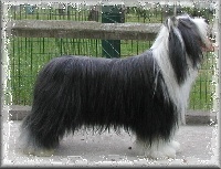 Étalon Bearded Collie - Something Else Oxbow