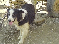 Étalon Border Collie - Pilou (Sans Affixe)