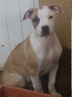 Étalon Bouledogue americain - Cameron Des gardiens de gaia