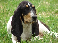 Étalon Chien courant suisse - Charlie (Sans Affixe)