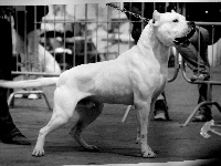 Étalon Dogo Argentino - Ibanez di Casa Nardini