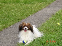 Étalon Epagneul nain Continental (Phalène) - Ulky my kimmy de la Villa Dona Bella