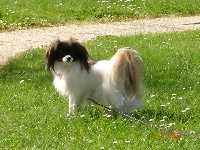 Étalon Epagneul nain Continental (Phalène) - CH. Ully my beauty de la Villa Dona Bella