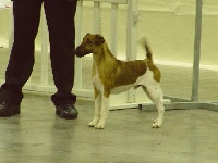 Étalon Fox Terrier Poil lisse - Balboa Des tip top terriers