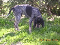 Étalon Petit bleu de Gascogne - Cyrano des Bauges du Senepy