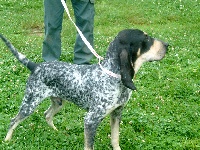 Étalon Petit bleu de Gascogne - APACHE (Sans Affixe)