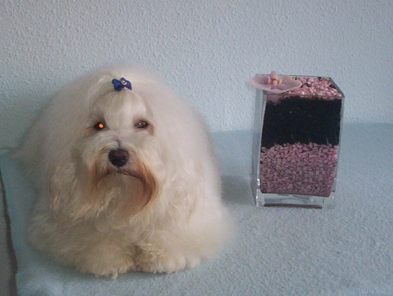 CH. Cubanita bonita de los gabatos