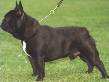 CH. Valentino De la Parure