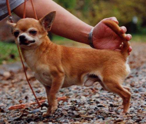 CH. sventa Ringo starr