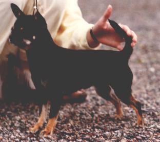 CH. apocodeodar Good intention