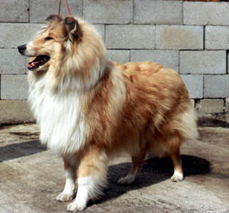 Mirpet Satin slipper at de-val