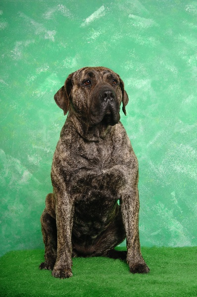 Publication : de los Aguilas Valientes 