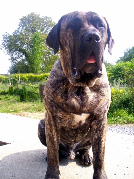 Publication : de los Aguilas Valientes 