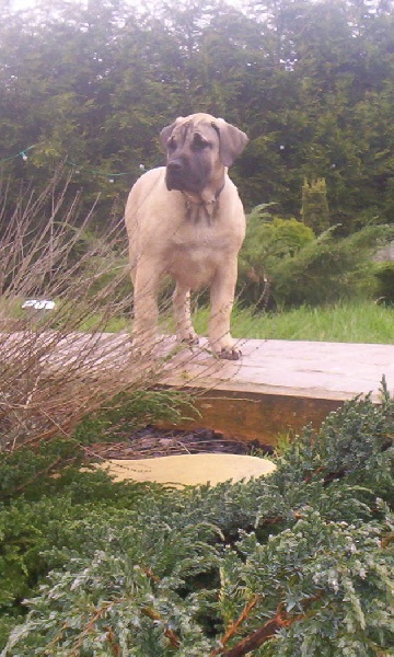 Publication : de los Aguilas Valientes 