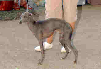 CH. Raimu des tendres calins