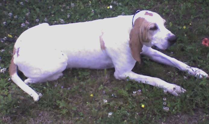 Publication : d'Aunis Saintonge 